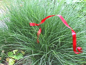 [img width=288 height=216]http://www.hi-beam.net/announce/images/524.jpg[/img]